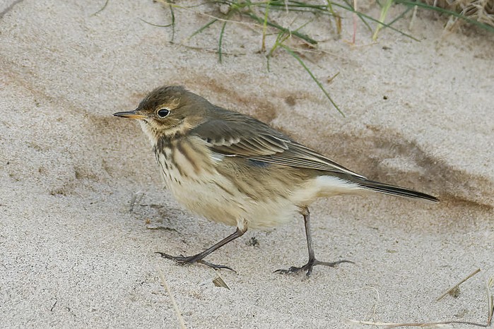 American Buff-bellied Pipit
