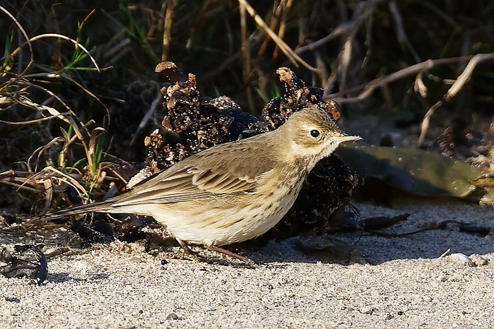 American Buff-bellied Pipit