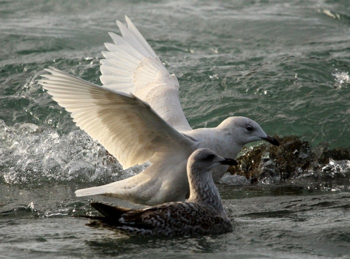 Iceland Gull