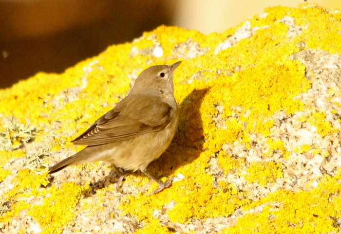 Garden Warbler