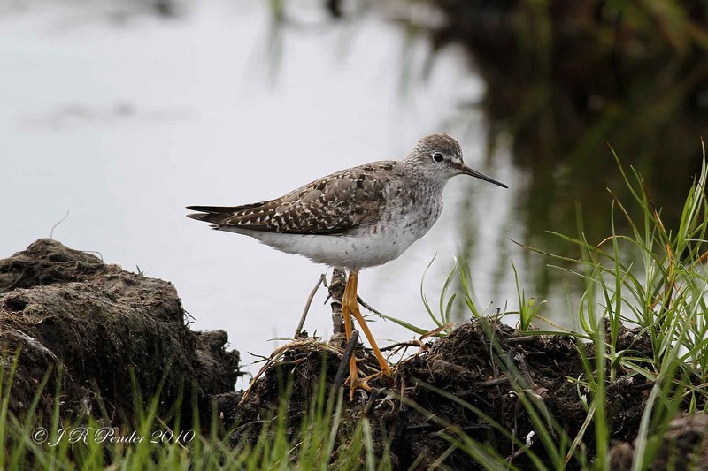 Lesser Yellowlegs