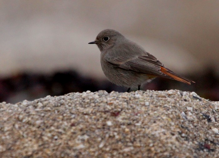 Black Redstart