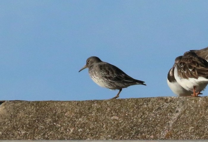 Purple Sandpiper
