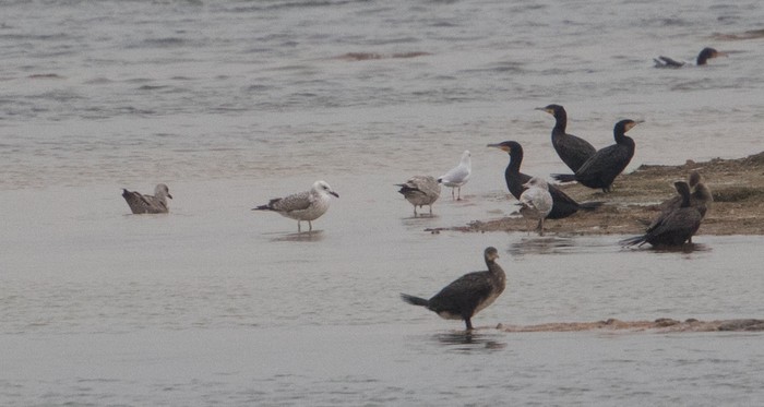 Caspian Gull
