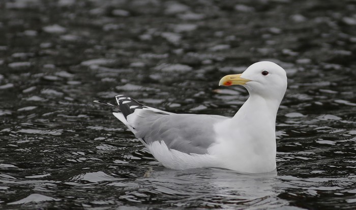 Caspian Gull