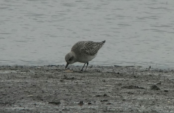 Grey Plover