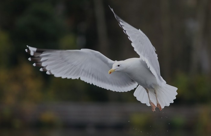 Caspian Gull