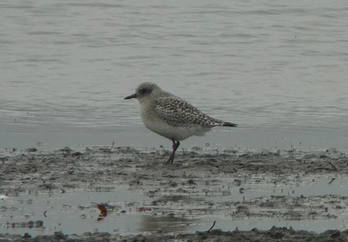 Grey Plover