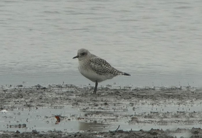 Grey Plover