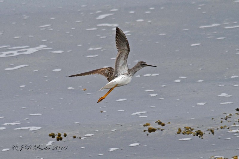 Lesser Yellowlegs