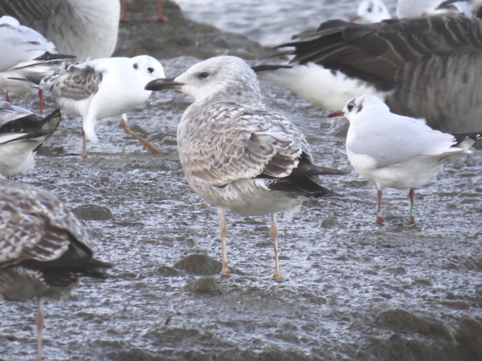 Caspian Gull