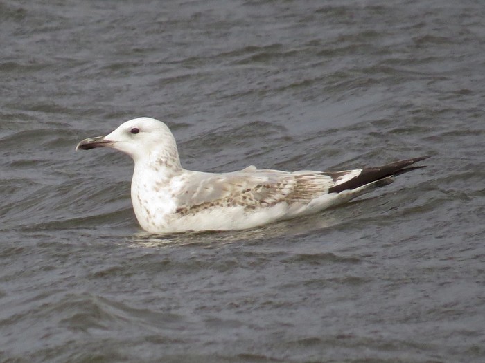 Caspian Gull
