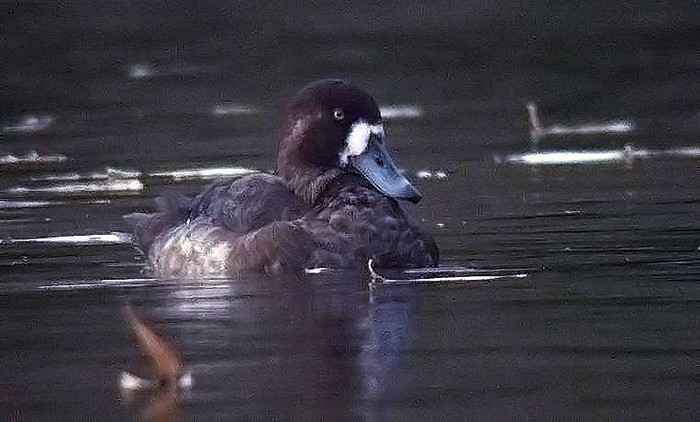 Scaup