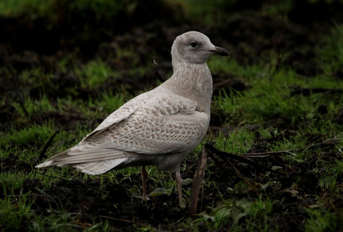 Kumlien's Gull