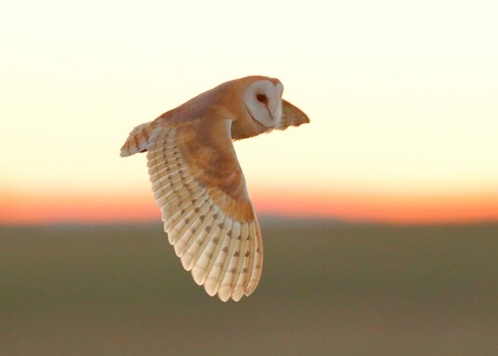 Barn Owl