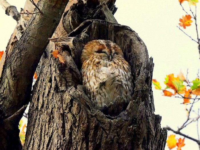 Tawny Owl
