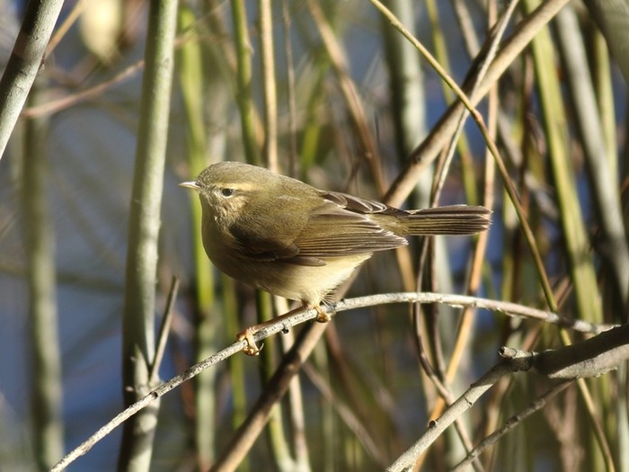 Dusky Warbler