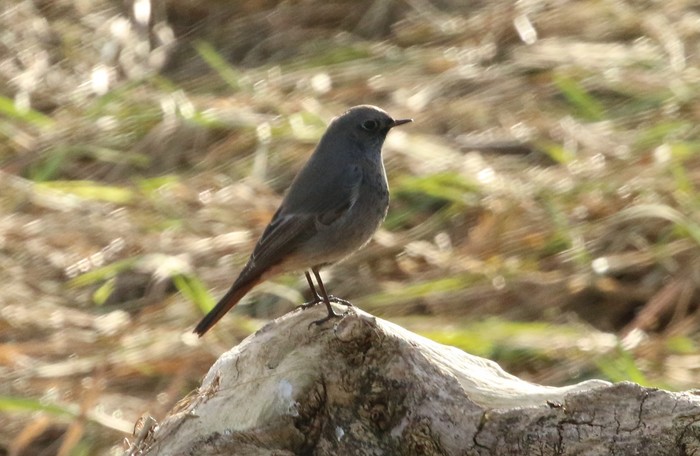 Black Redstart