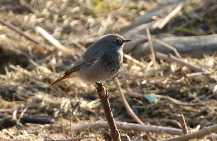 Black Redstart
