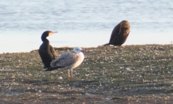 Caspian Gull