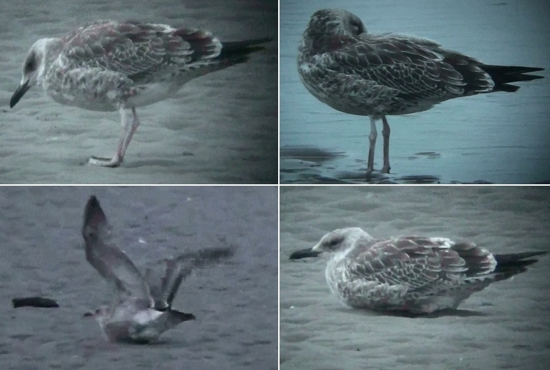 Caspian Gull