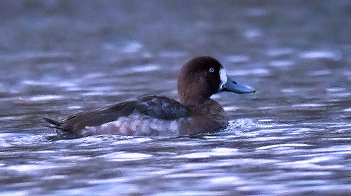 Scaup