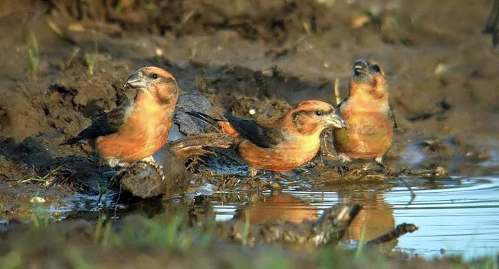 Crossbill