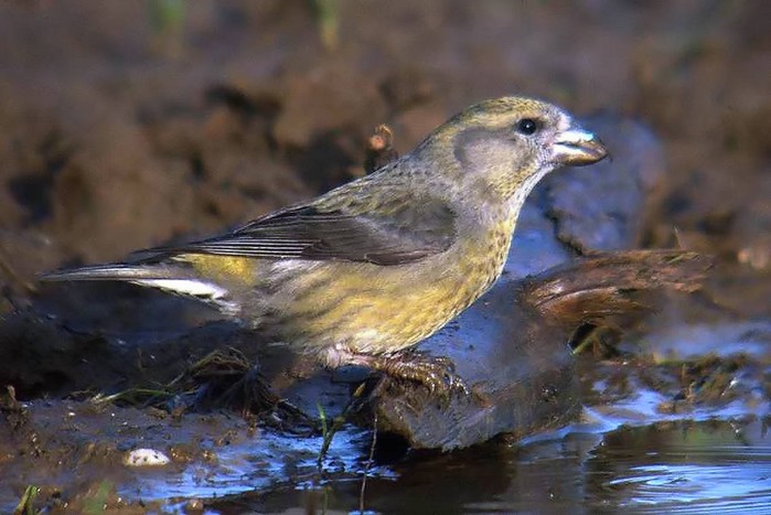 Crossbill
