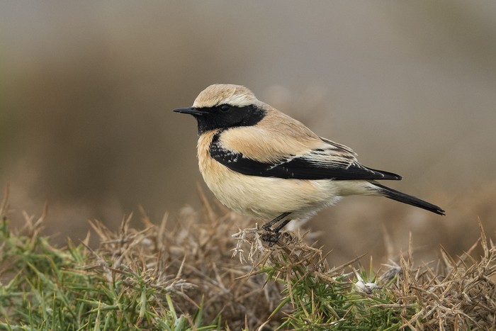 Desert Wheatear