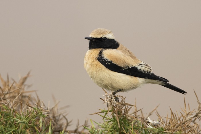 Desert Wheatear