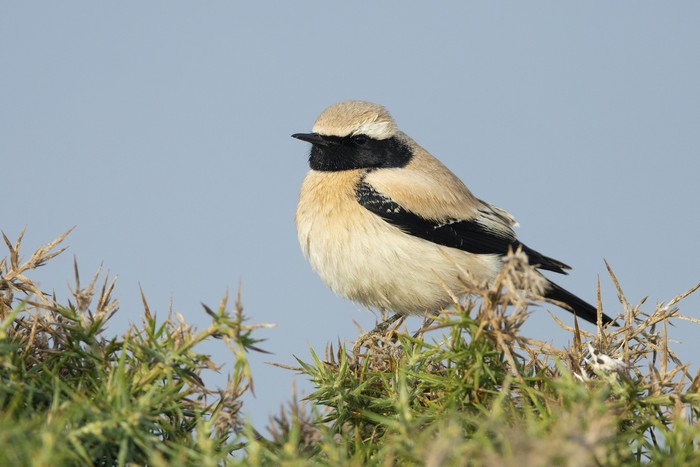 Desert Wheatear