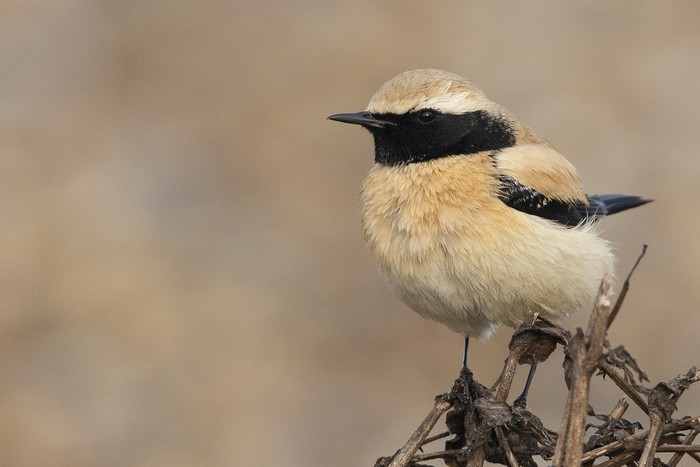 Desert Wheatear