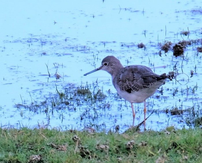 Lesser Yellowlegs