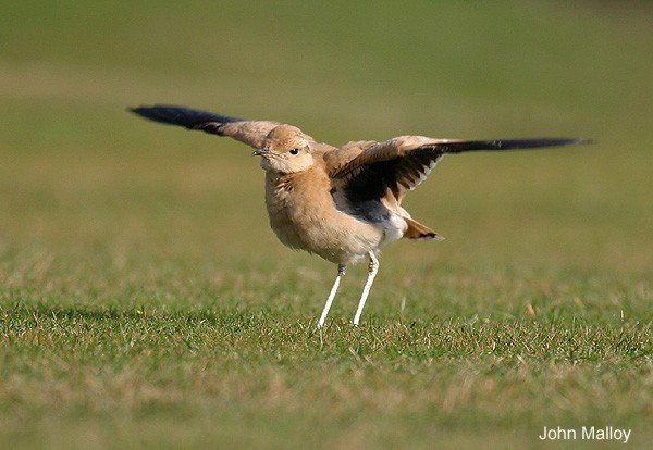 Cream-coloured Courser