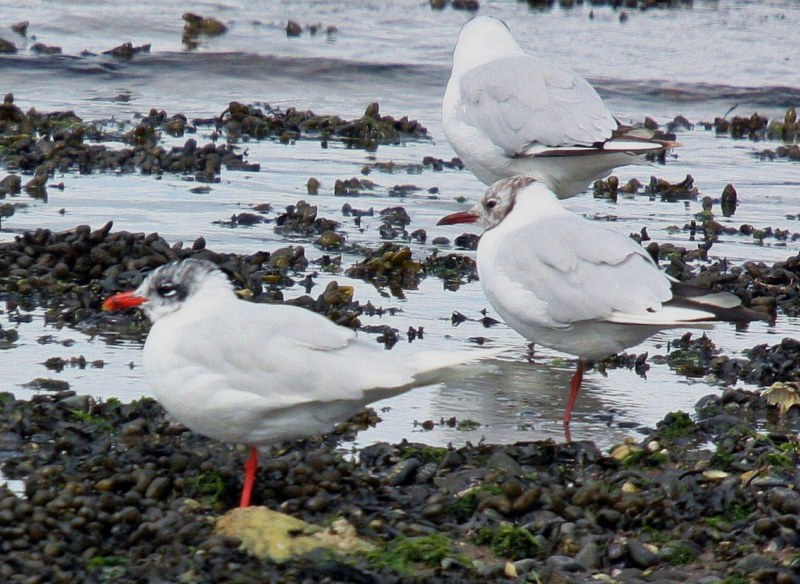 Mediterranean Gull