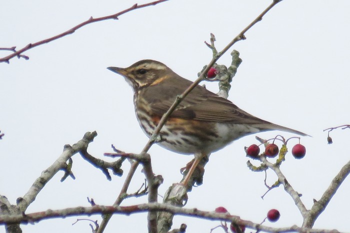 Redwing