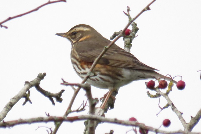 Redwing
