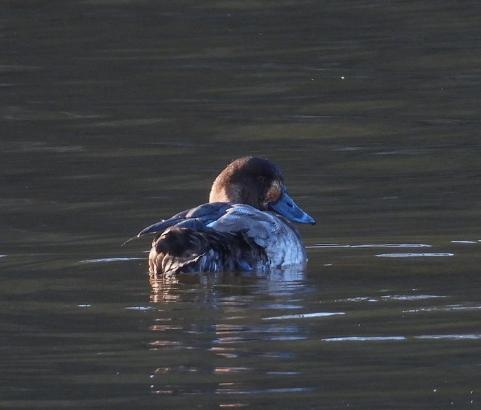 Scaup