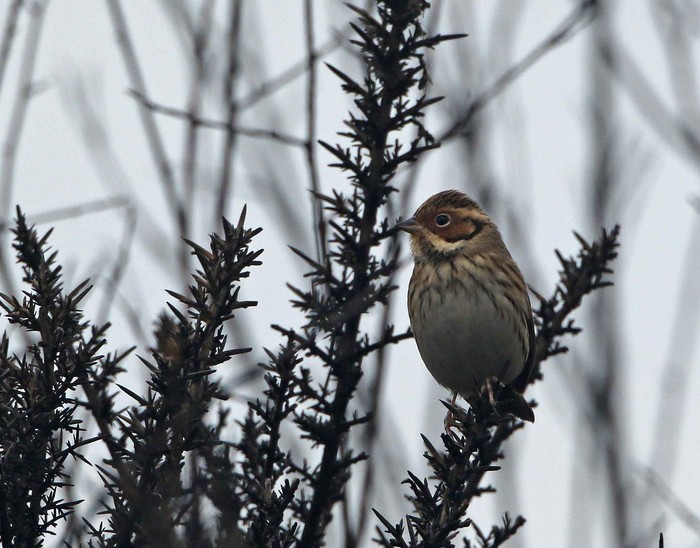 Little Bunting