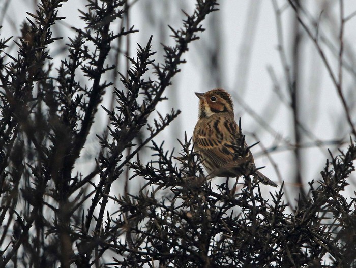 Little Bunting