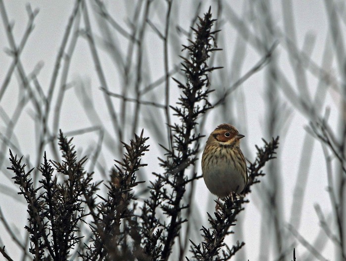 Little Bunting