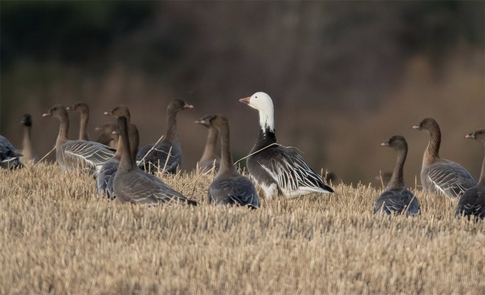 Snow Goose
