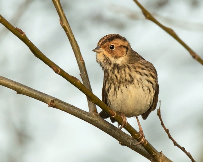 Little Bunting