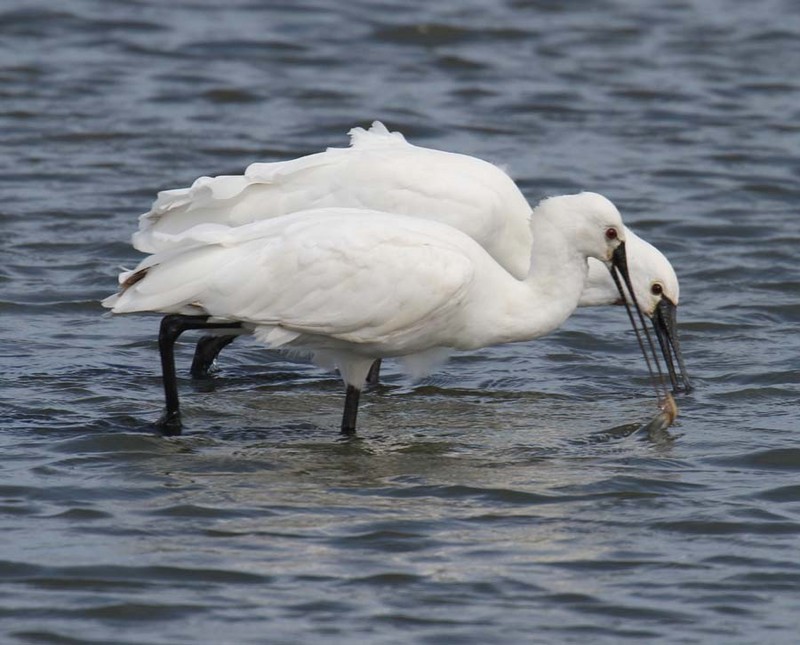 Spoonbill
