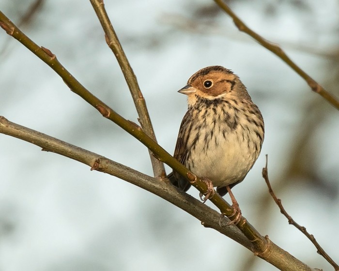 Little Bunting