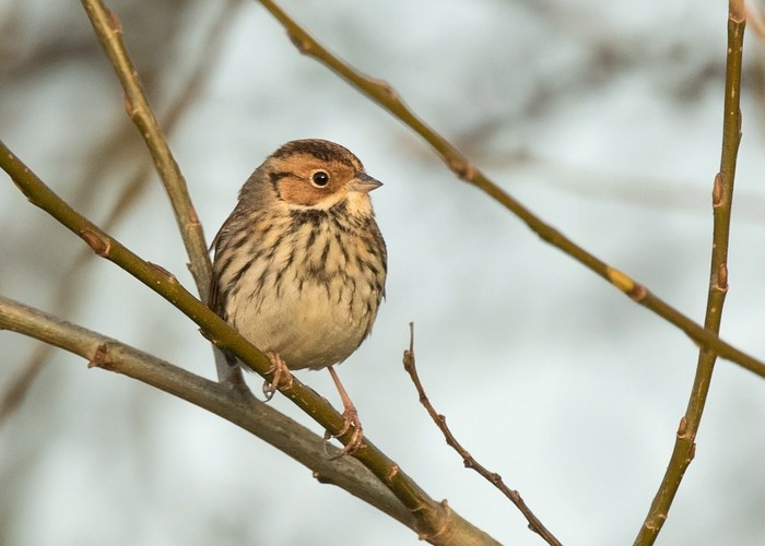 Little Bunting