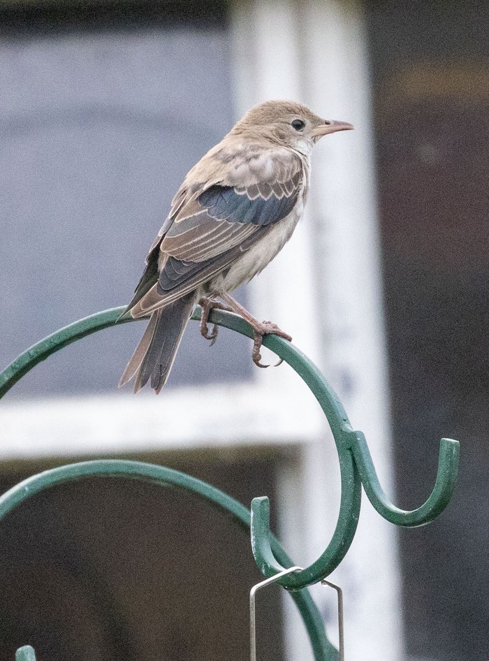Rose-coloured Starling