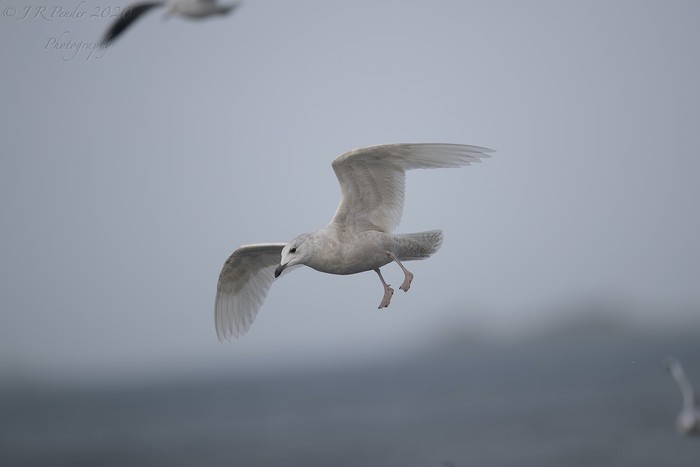 Iceland Gull