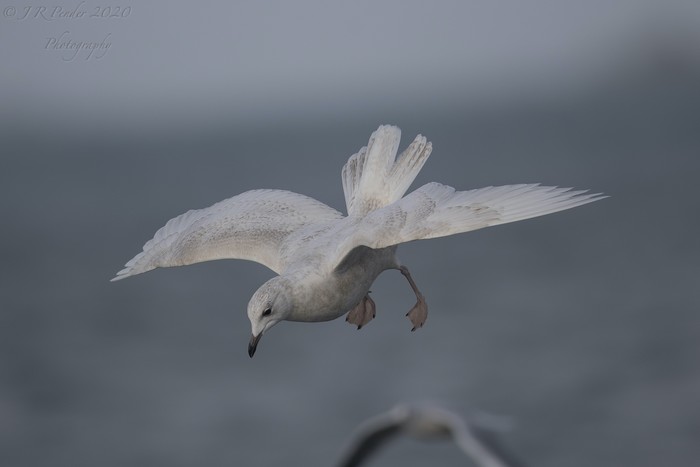 Iceland Gull