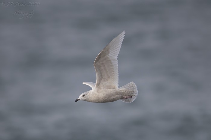 Iceland Gull